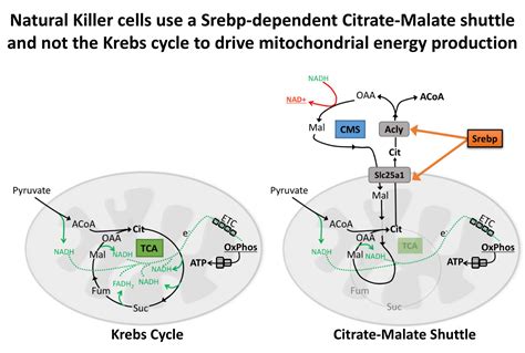 DFinlayTCD On Twitter The Citrate Malate Shuttle And Not The Krebs