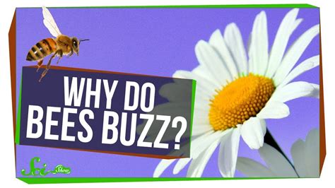 Why Do Bees Buzz Youtube