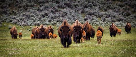 Bison Farming 101: An in-depth Guide on Raising Bisons