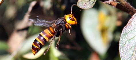 Giant hornet gets a new name - The Wildlife Society