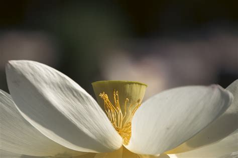 Lotus Fleur Plantes Photo Gratuite Sur Pixabay Pixabay