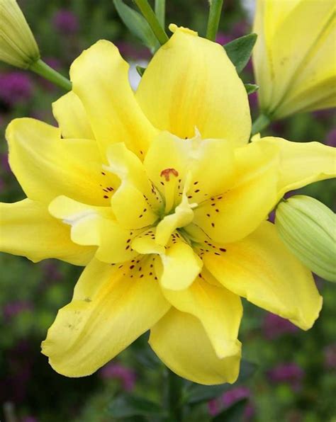 Asiatic Lily Jeffries Nurseries