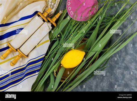 Jewish Etrog Sukkot Fotograf As E Im Genes De Alta Resoluci N Alamy