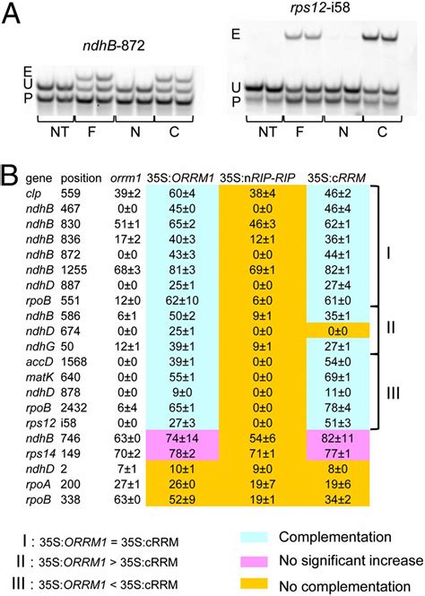 An RNA Recognition Motif Containing Protein Is Required For Plastid RNA