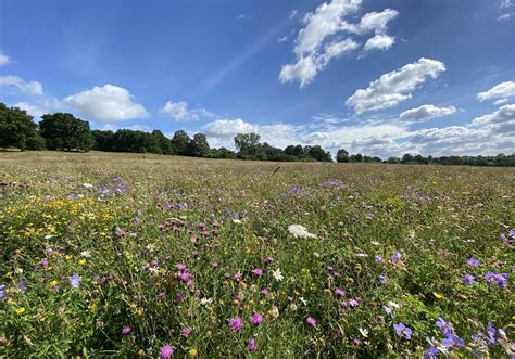 Wildflower Meadow