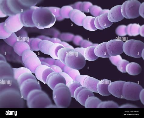 Streptococcus Pneumoniae O Neumococo Es Una Bacteria Gram Positivas