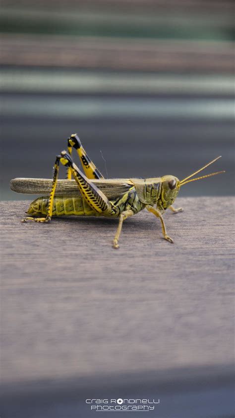 Grasshopper 15140994071 Craig Rondinelli Flickr