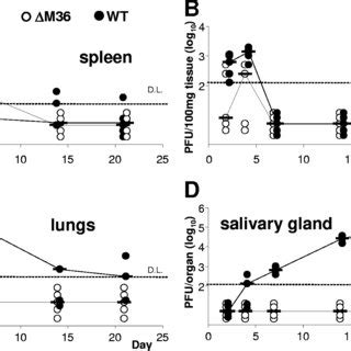 M Is Required For Mcmv Replication In Macrophages And In Vivo A