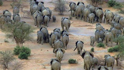 The #Mali #elephant #migration is approximately 300 miles in circle. # ...