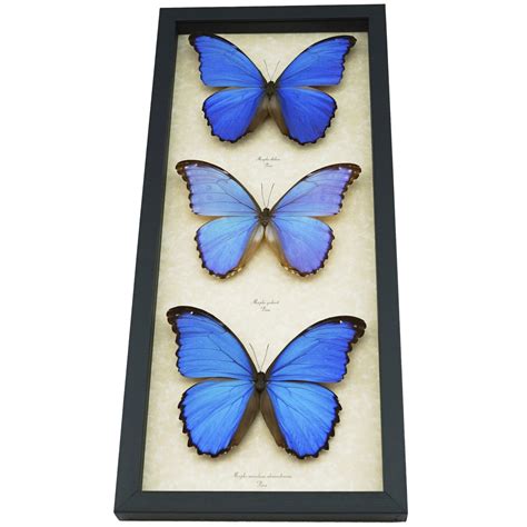 Blue Morpho Butterfly Collection Framed Butterflies Taxidermy