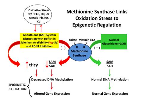 Methionine Synthase Links Oxidative Stress To Epigenetic Regulation