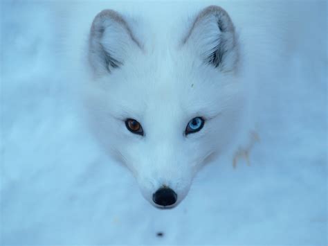 Arctic Fox Fact Sheet - C.S.W.D