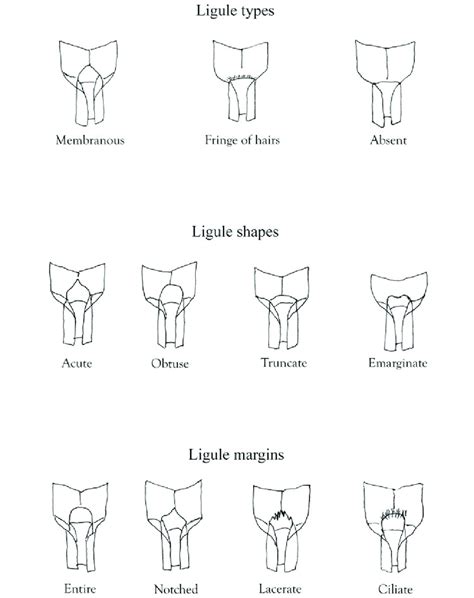 Ligule types, shapes, and margins. | Download Scientific Diagram