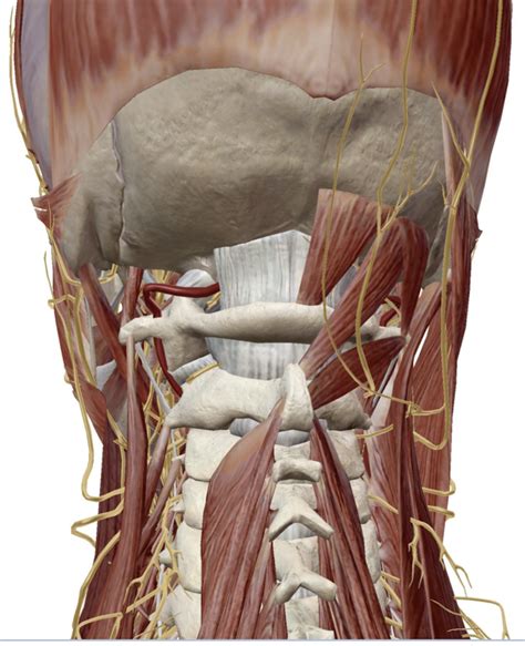 AP Lecture 21 Suboccipital Triangle Muscle ID Diagram Quizlet