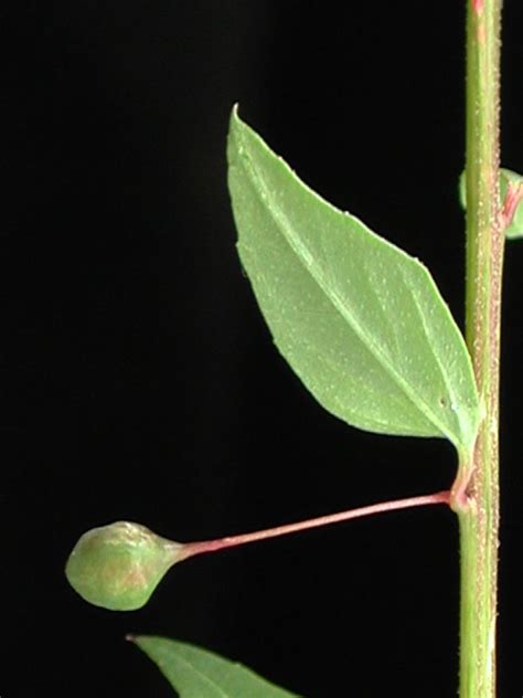 Lopezia Racemosa Fotos