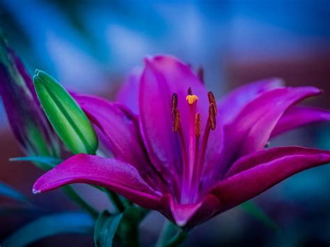 1920x1080px 1080p Free Download Purple Lily Purple Nature Flowers