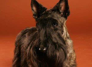 6 Scottish Terrier Colors (With Pictures) | Hepper