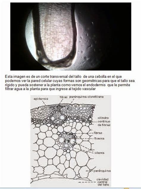 Biolog A Iii Pr Ctica Estructuras Que Participan En La Nutrici N