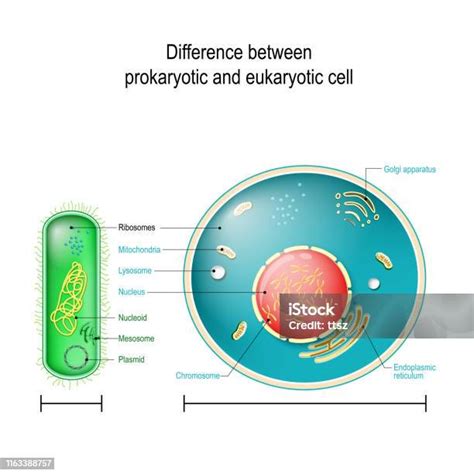 Prokaryote Vs Eukaryote Differences Between Prokaryotic And Eukaryotic