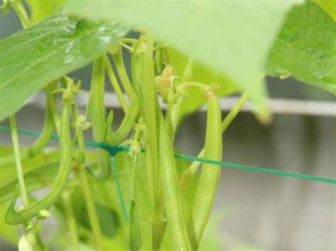 Green Bean Leaves Turning Yellow Causes Effects And Solutions