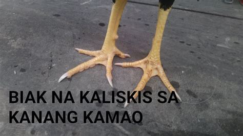 Biak Na Kaliskis Sa Kanang Kamao Ng Manok Panabong Youtube