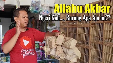 GAK PERLU NEKAT BELI BURUNG MAHAL INI BURUNG BURUNG MURAH BERSUARA