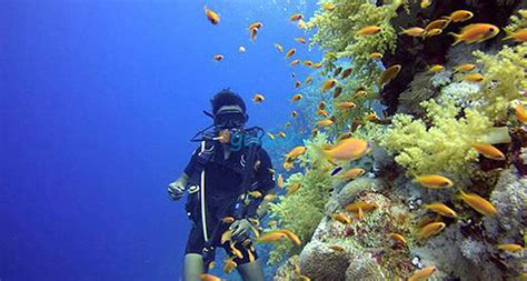 Diving Marsa Alam | Two Intro Dives From Porto Ghalib | Golavita