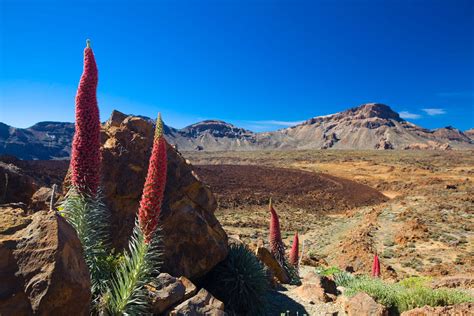 Flora Parque Nacional Del Teide Tenerife