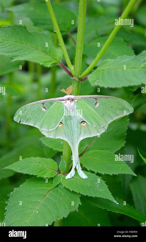 Luna Moth Actias Luna Marion Illinois Usa Stock Photo Alamy