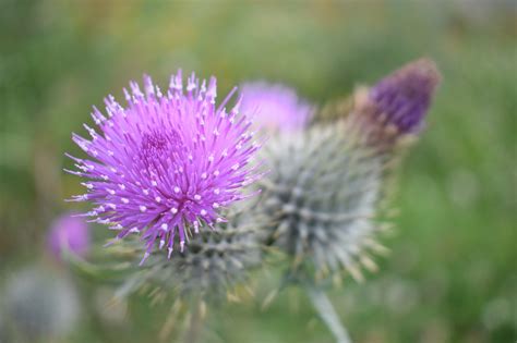 Thistle Flowers Purple - Free photo on Pixabay - Pixabay