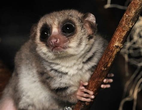 Dwarf lemur - Alchetron, The Free Social Encyclopedia