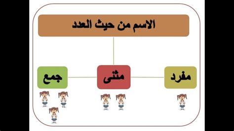 أقسام الاسم من حيث العدد Other Quizizz