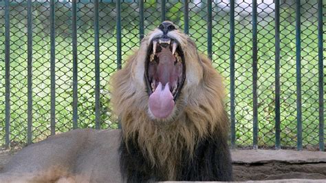 Man killed by lion after entering enclosure at zoo: 'The animal ...