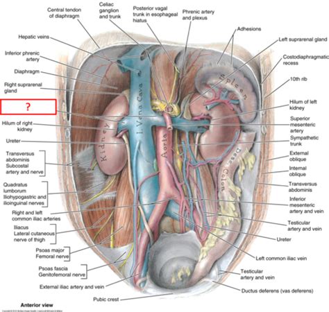 Gu Anatomy Pictures Flashcards Quizlet