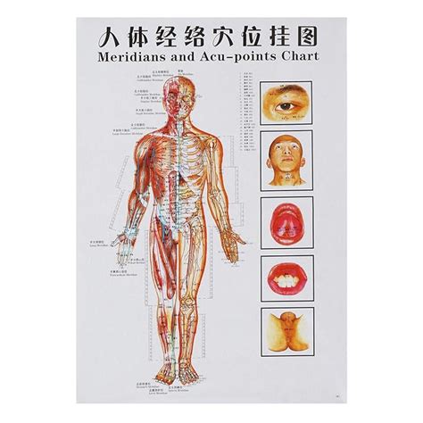 Buy Gggarden Pcs Set Human Acupoint Map English Acupuncture Meridian