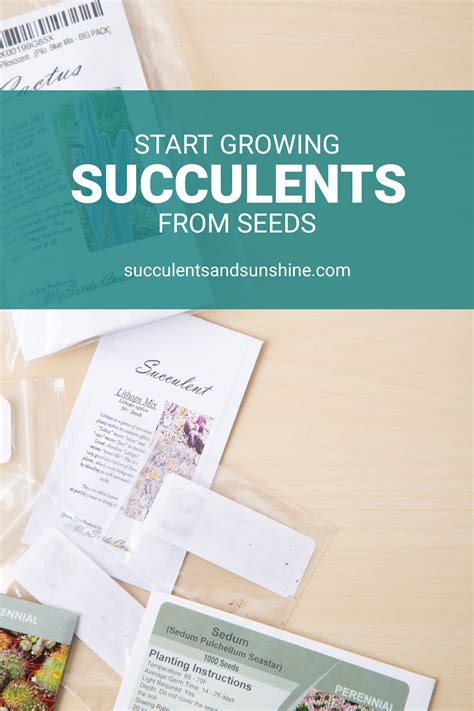 how to grow succulent