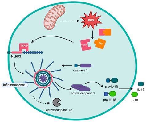 Formation Of The NALP3 Inflammasome Mitochondria Derived ROS Induce