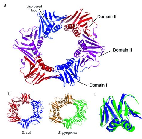 A Structure Of The Streptococcus Pyogenes Subunit Ribbon