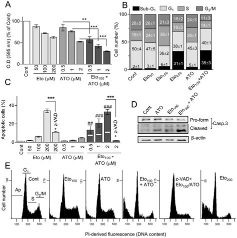 Effect Of Etomoxir And Ato On Cell Viability Cycle Phase Distribution