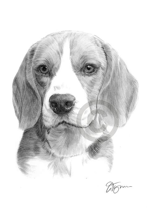 Beagle Pencil Drawing Print A4 Only Signed By Artist Gary Tymon Ebay