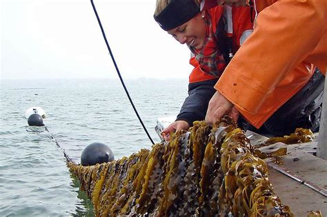 Kelp Farming In Pws A Webinar Series For How To And What Do I Need