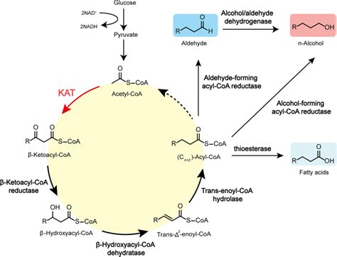 Metabolic Pathways For The Synthesis Of N Alcohols And Fatty Acids The