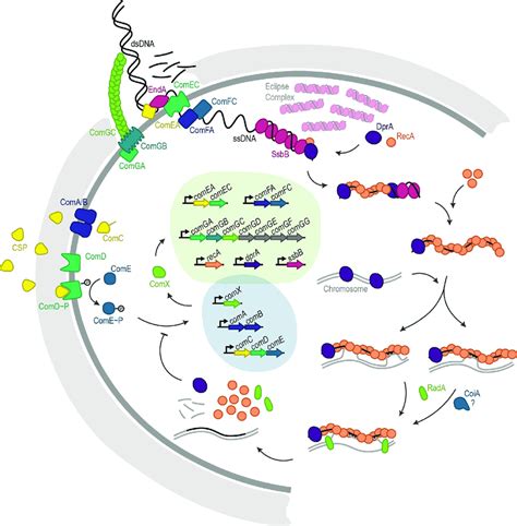 DNA Uptake And Recombination During Natural Competence In Streptococcus