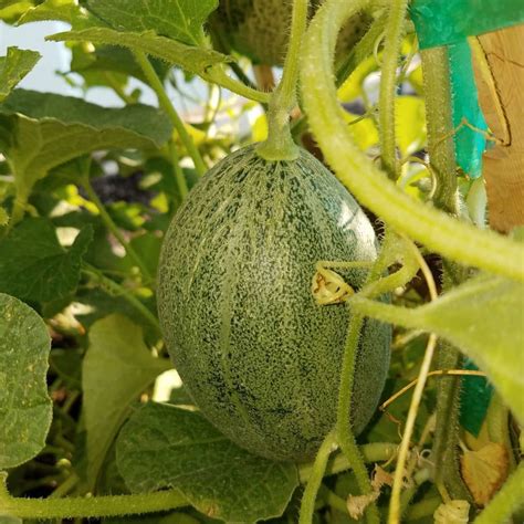 Crenshaw Melon Cucumis Melo Fruit Seeds Viridis Hortus