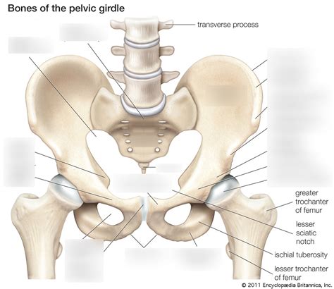 Bony Pelvis Diagram Quizlet