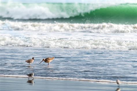 Free Images Beach Sea Coast Water Ocean Bird Shore Sandpiper