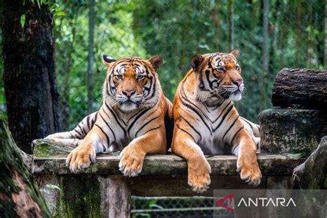 Seekor Harimau Malaya Diselamatkan Dari Jerat Di Gua Musang Kelantan