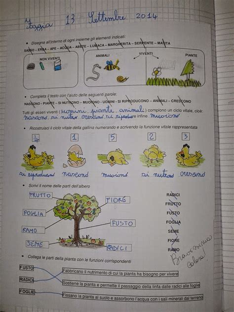 L Orientamento Classe Terza Maestra Mihaela 4