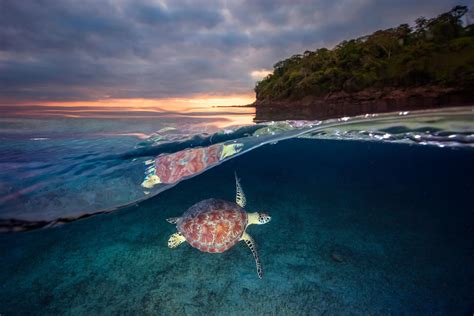 Photo Sous Marine Photographe Sous Marin Une Tortue Verte Dans Le