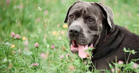 Cane Corso Life Span Temperament Price